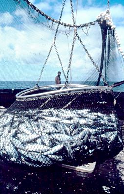 Fische im Netz an Bord, westlicher Indischer Ozean, 1986 