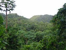 Mountain forest 