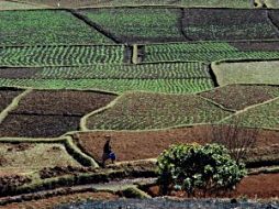 Crop fields in the Malagasy highlands, near Ambatolampy, Madagascar 